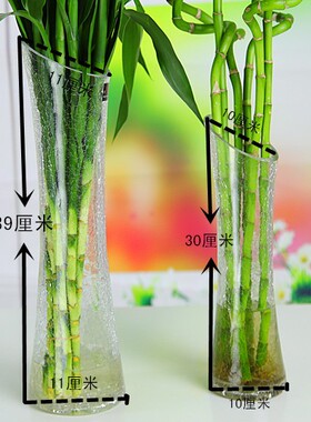 斜口冰裂生态富贵竹水培玻璃花瓶