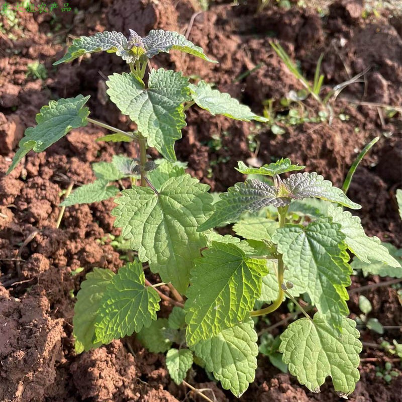 四川新鲜藿香苗5颗食用藿香盆栽霍香树苗带土新种子阳台花园绿植-图0