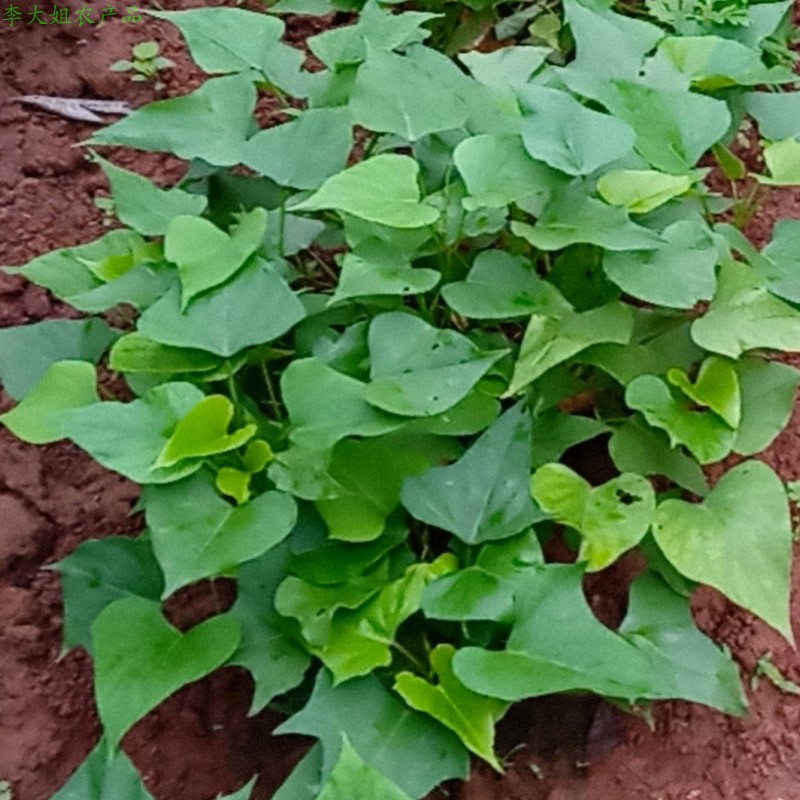 新鲜四川白心红薯红苕9斤现挖 粉软糯甜紫沙土地瓜烤红薯做粉好吃 - 图2