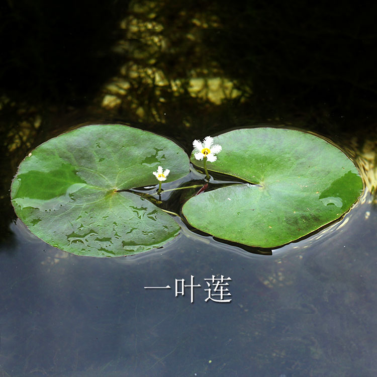 鱼缸浮萍水草活体植物浮性除NO3净化水质微景观水族箱满10元包邮-图2