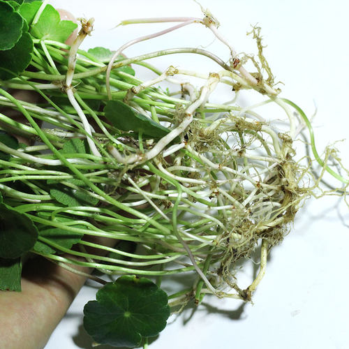 铜钱草水培植物办公室阳台桌面盆栽草花卉室内水养绿植包邮 - 图2