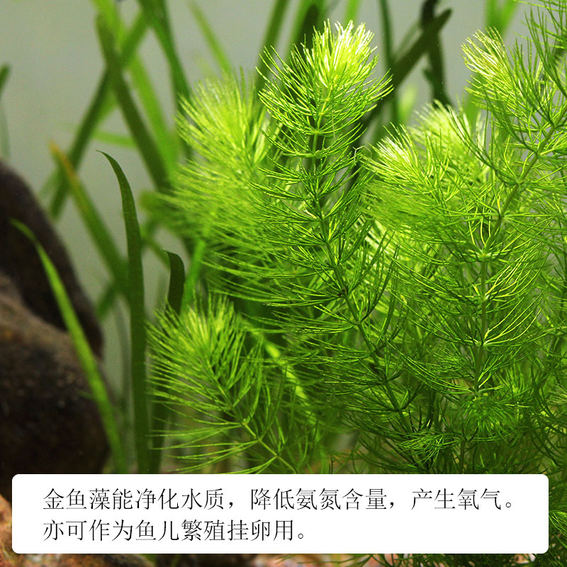 金鱼藻水草淡水水族箱鱼缸造景挂卵繁殖降低氨氮净化水质好养易活 - 图1