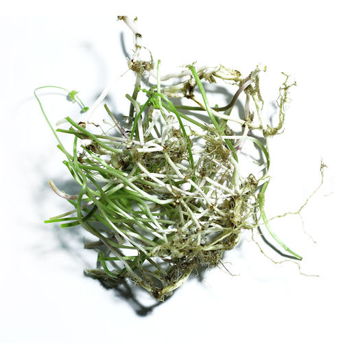 铜钱草水培植物办公室阳台桌面盆栽草花卉室内水养绿植包邮 - 图3