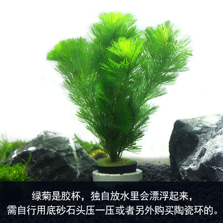 水族箱鱼缸装饰活体水草绿菊金鱼藻蜈蚣草羽裂坨草水榕沉木造景 - 图0