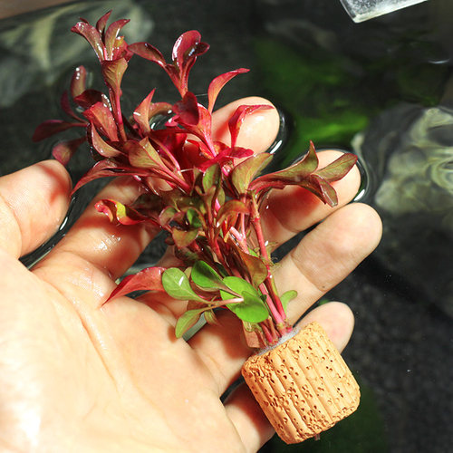 小红波定植水族造景水草前中后景鱼缸活体装饰观赏可直接入缸 - 图2