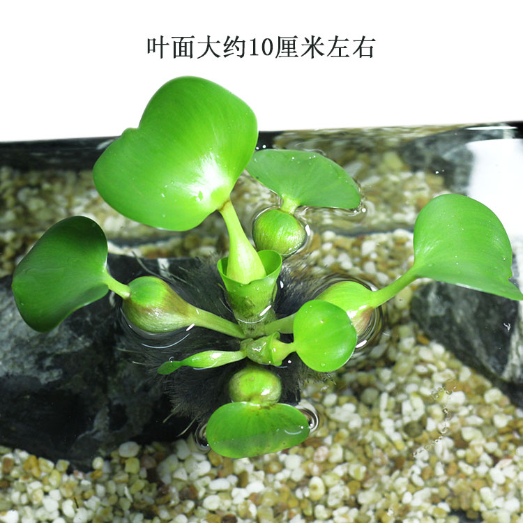 水葫芦水生植物水培绿植凤眼莲水浮莲污水净化水质养龟养鱼淡水-图0