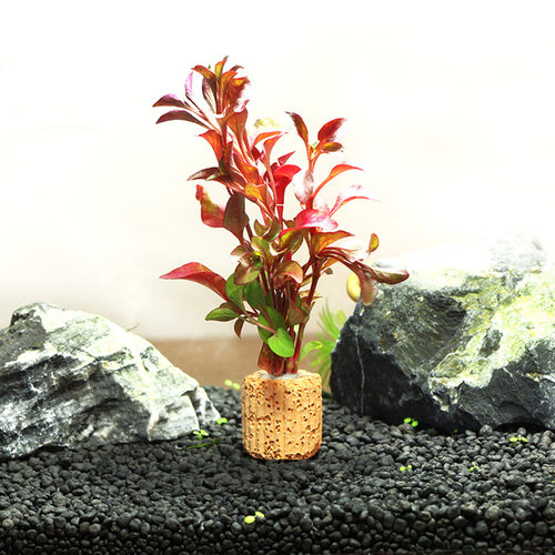 小红波定植水族造景水草前中后景鱼缸活体装饰观赏可直接入缸 - 图3