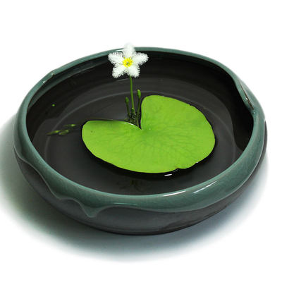 一叶莲水培植物碗莲室内阳台四季开花浮萍好养活鱼缸水生花盘 虎窝淘