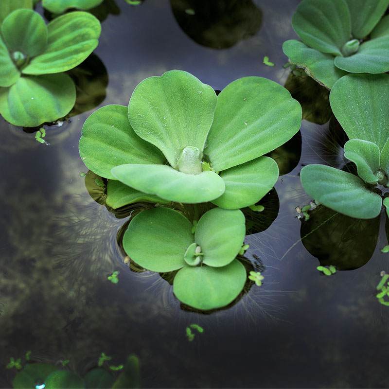 水芙蓉浮草养鱼养虾躲避水生大叶浮萍室内庭院池塘水培植物水葫芦 - 图0