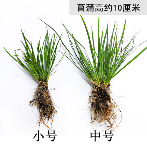 菖蒲虎须附养龟鱼池水边植物观赏文玩土培水培鱼缸阳台客厅庭院 - 图0