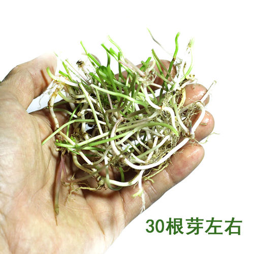 铜钱草水培植物办公室阳台桌面盆栽草花卉室内水养绿植包邮 - 图1