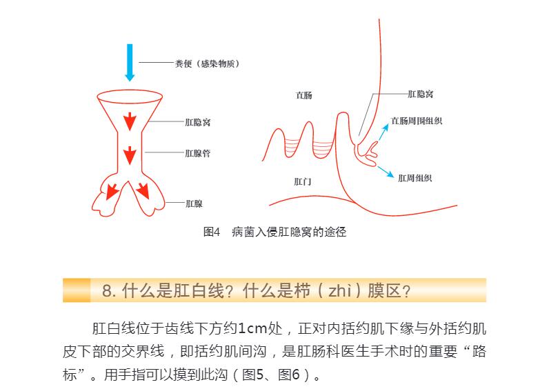 痔瘘专科百问百答金定国金纯主编 T介绍了痔瘘专科的基础理论以及痔病肛瘘肛裂直肠脱垂等科学出版社 9787030664112书籍-图2