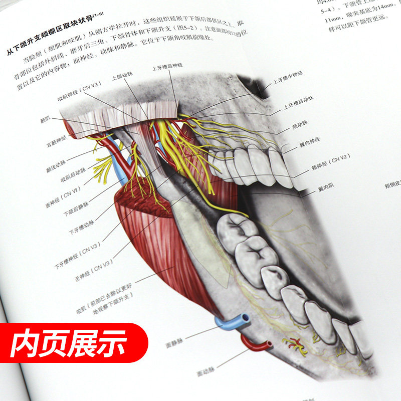 正版 口腔种植相关外科及放射线解剖 口腔种植学正畸学医学类专业书籍 辽宁科学技术出版社 9787559111111 牙齿种植手术技巧指导书