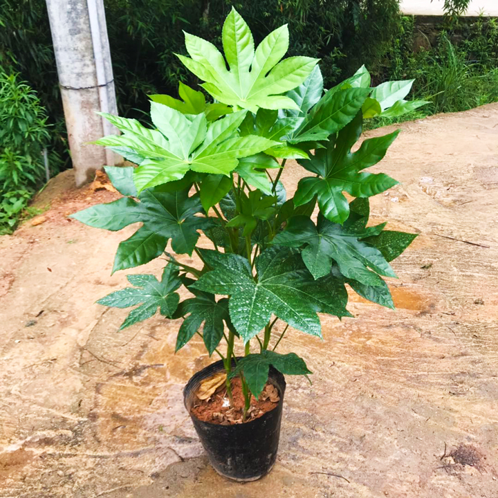 八角金盘 室内庭院大型观叶耐寒喜阴盆栽绿植 四季常青绿植,淘宝优惠券,粉丝福利购,淘宝优惠卷