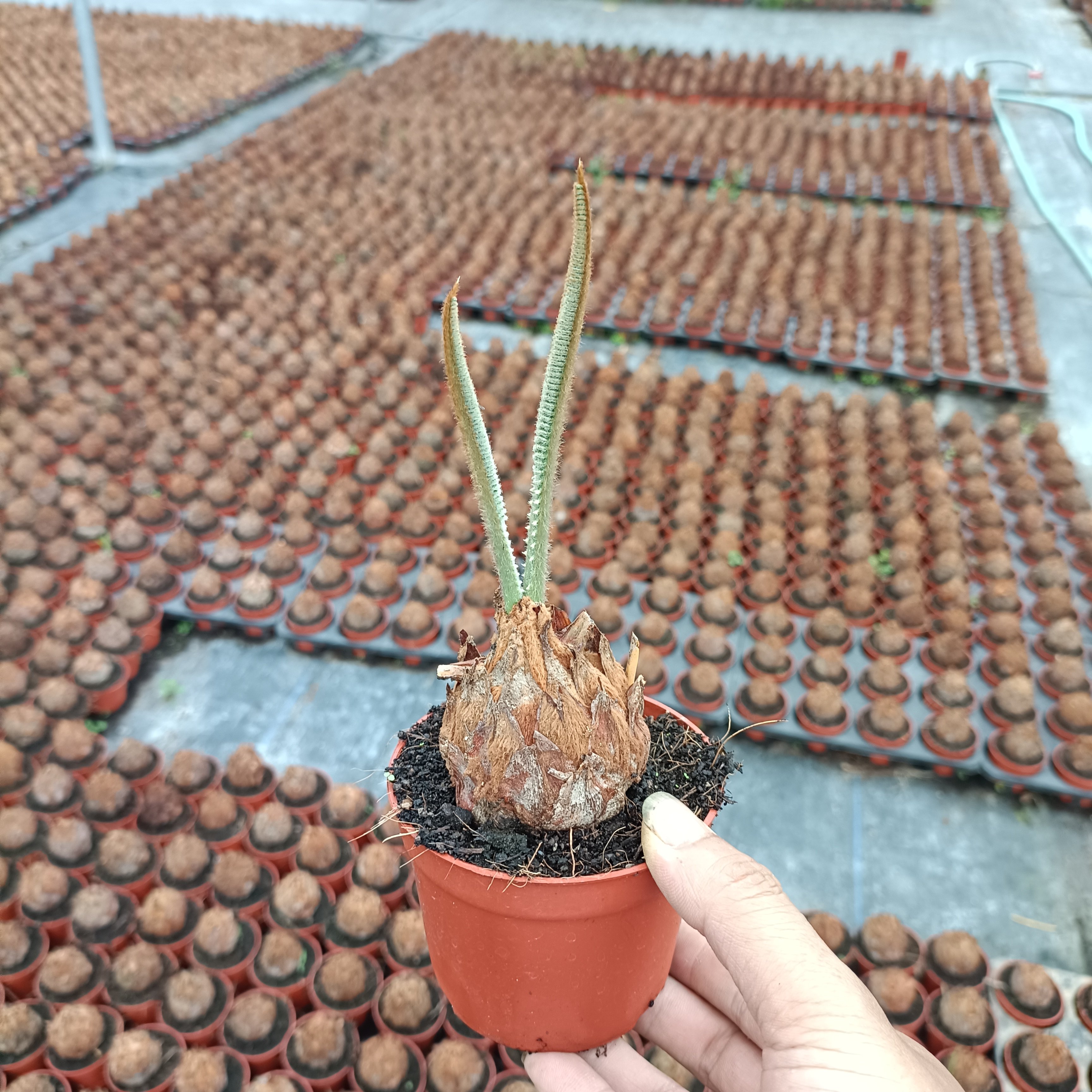 精品小铁树客厅书房盆栽四季常青绿植室内桌摆小盆栽耐旱好养,淘宝优惠券,粉丝福利购,淘宝优惠卷