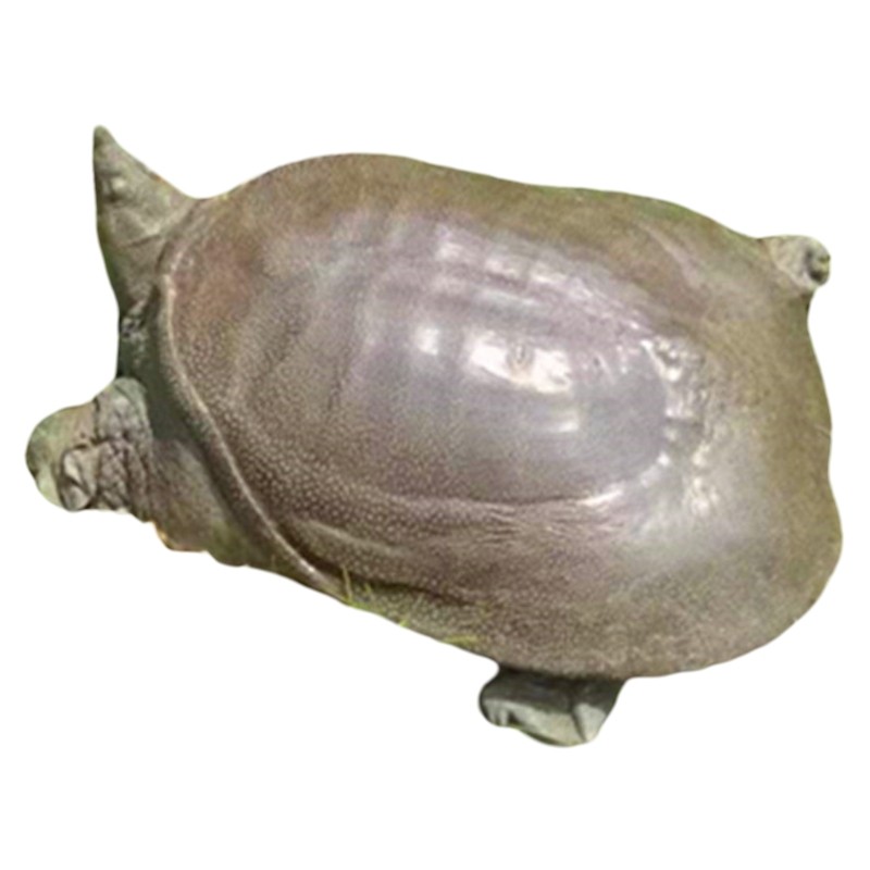 外塘青色大公甲鱼野外生态鲜活活体10年中华鳖水鱼老鳖王八食用,淘宝优惠券,粉丝福利购,淘宝优惠卷