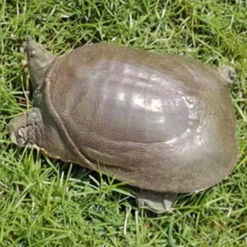 外塘青色大公甲鱼野外生态鲜活活体10年中华鳖水鱼老鳖王八食用,淘宝优惠券,粉丝福利购,淘宝优惠卷