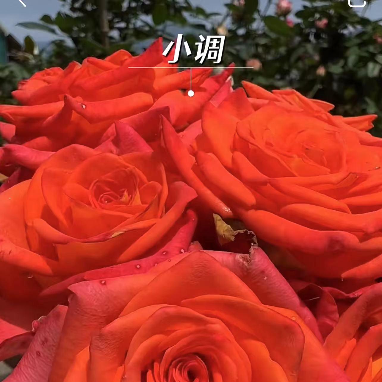 小调 新品切花玫瑰橘红色酒杯盆栽月季阳台阳台花卉灌木 - 图2