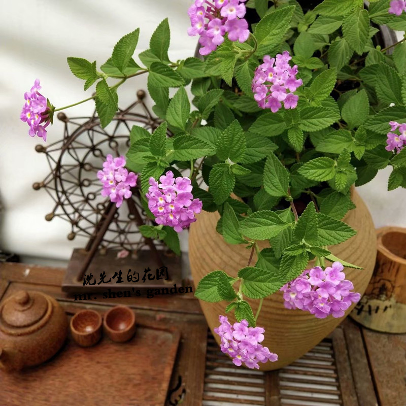 蔓马樱丹花苗紫花五色梅庭院阳台四季垂吊花卉耐热花期长 蔓马樱丹花苗紫花五色梅庭院阳台四季垂吊花卉耐热花期长