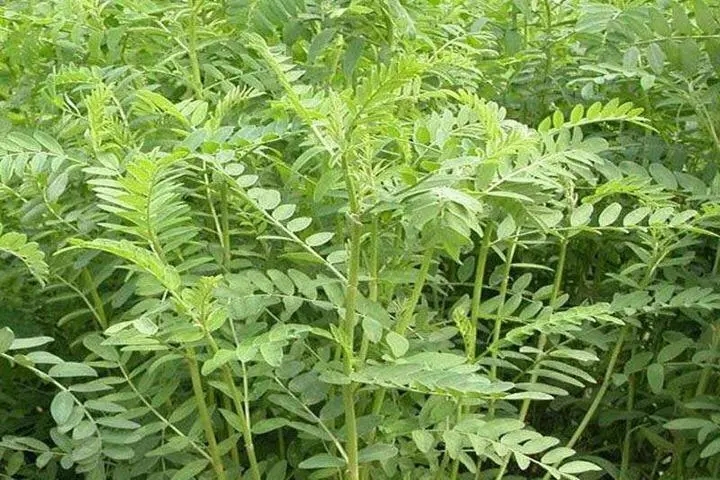 沙打旺种子 优质牧草种子 豆科优质 麻豆秧沙地牧草种子 - 图2