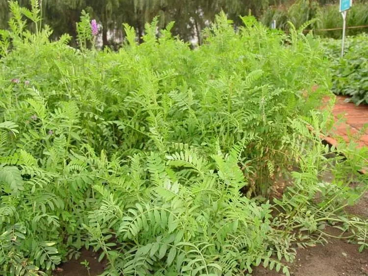 沙打旺种子 优质牧草种子 豆科优质 麻豆秧沙地牧草种子 - 图1