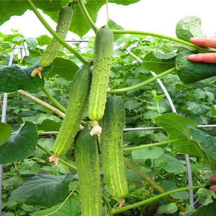 黄瓜种子四季夏季散装补钙接骨促生长旱黄瓜子非黄瓜籽粉黄瓜籽种 - 图0