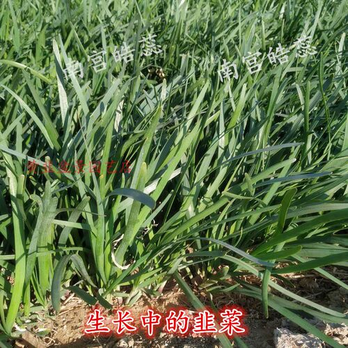 现挖细叶韭菜根农家韭菜苗阳台四季盆栽苗种菜本地宽叶韭菜易成活 - 图1
