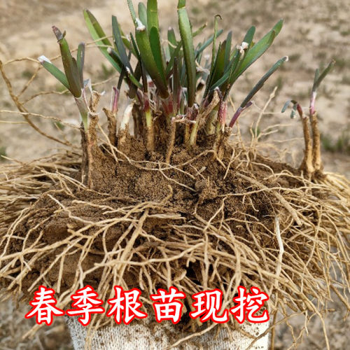 现挖细叶韭菜根农家韭菜苗阳台四季盆栽苗种菜本地宽叶韭菜易成活 - 图0