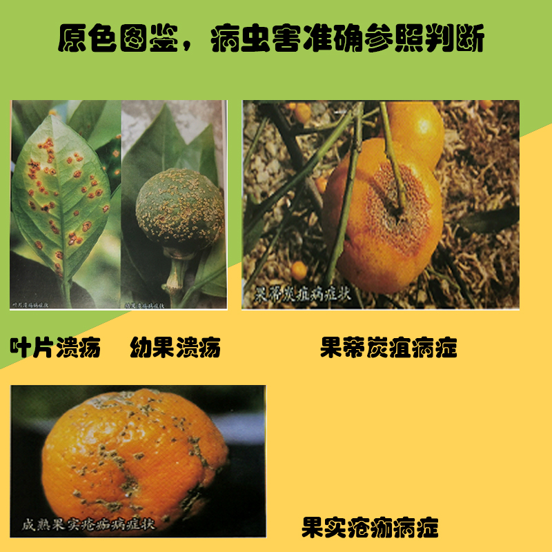 柑橘种植书2本病虫害+丰产栽培柑橘病虫害防治书柑橘种植栽培书籍果树病害管理技术柑橘果园病虫害预防和控制指南全彩色图鉴书-图2