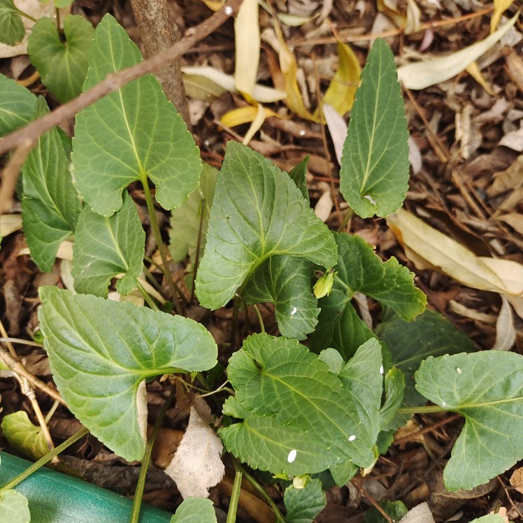 新鲜紫花地丁种苗 犁头草 铧头草 野堇菜 现采现发 - 图3