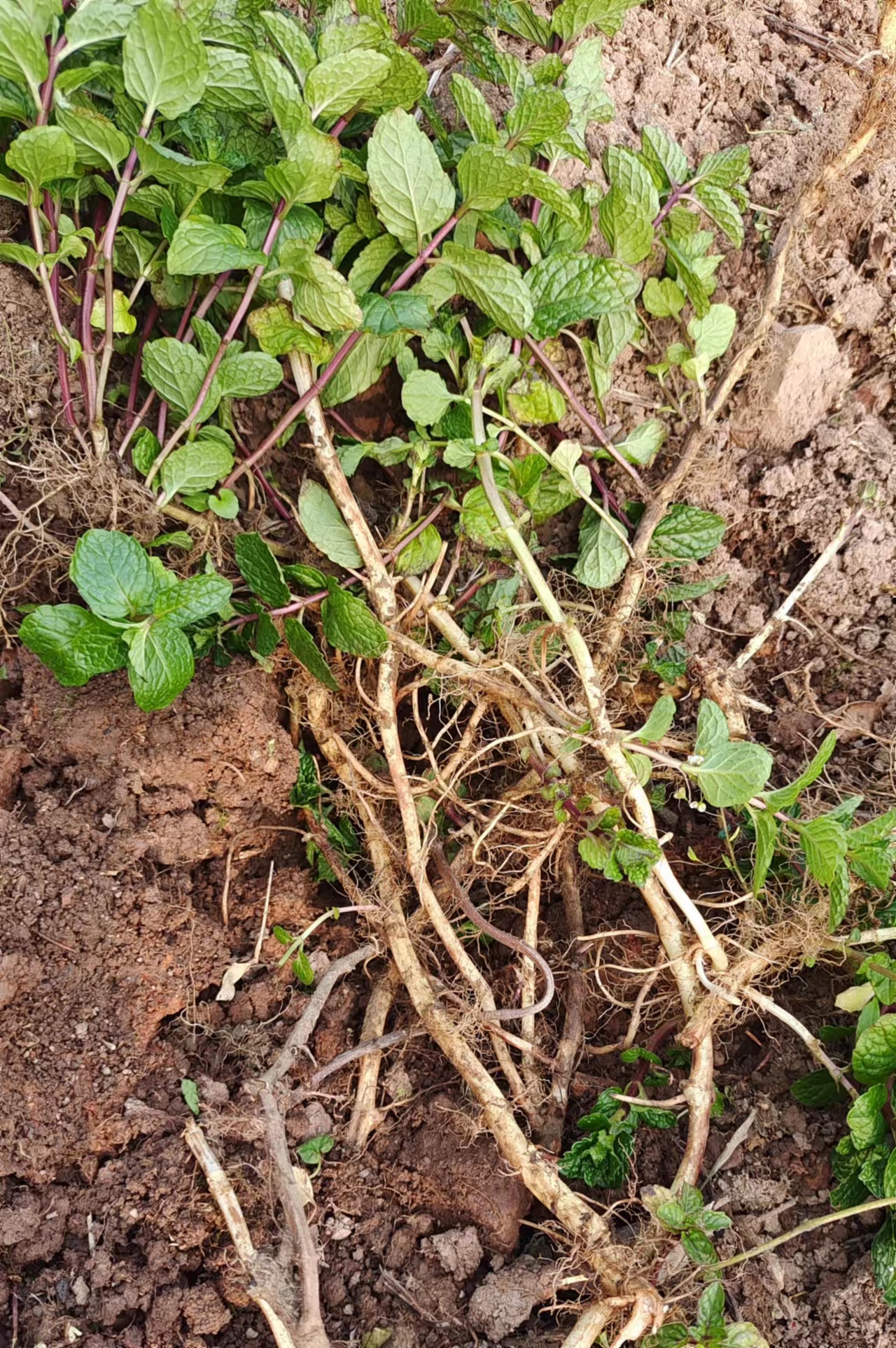 留兰香绿薄荷香薄荷荷兰薄荷青薄荷香花菜鱼香菜去蚊可食用10棵-图1