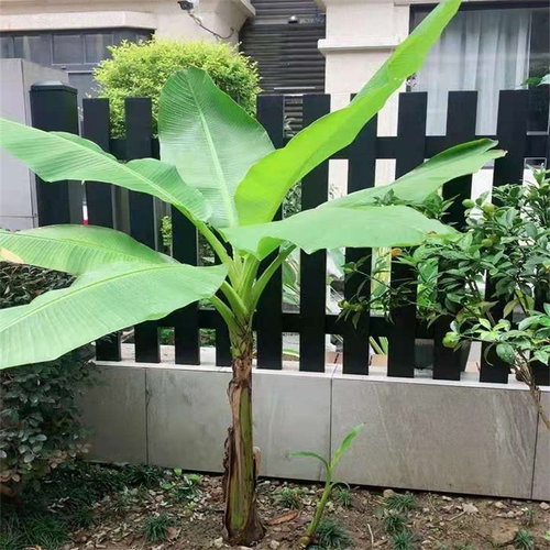 庭院大型绿植花卉芭蕉苗 北方耐寒观赏日本芭蕉树苗室内大叶植物 - 图0