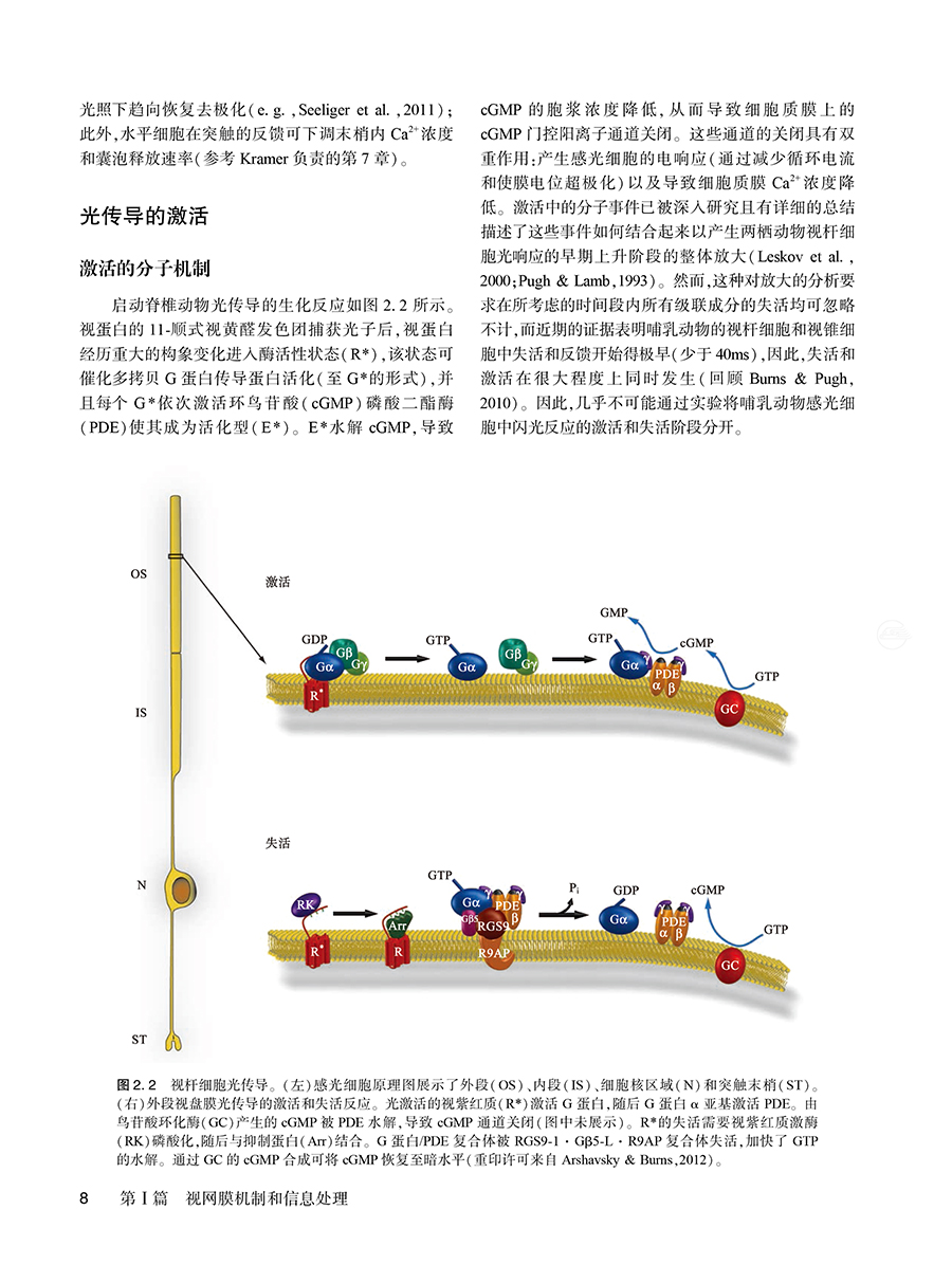 新视觉神经科学毕宏生主译视神经疾病诊疗学生教师临床医师及对神经科学感兴趣研究人员参考书人民卫生出版社9787117323987-图3