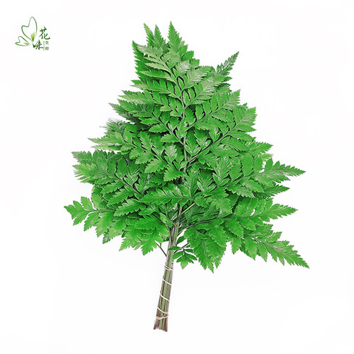 新鲜杨子叶 高山羊齿叶 芒叶10支 花草酒店西餐烘焙摆盘装饰点缀 - 图2