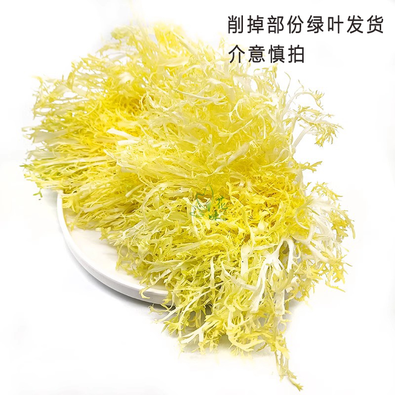 新鲜黄心苦菊 苦叶生菜苦苣九芽狗牙生菜 500g蔬菜沙拉嫩黄心 - 图1