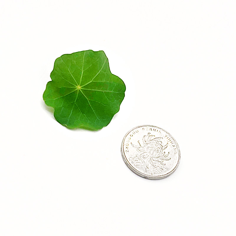 新鲜旱金莲非铜钱草40片三色堇西餐酒店花草摆盘蛋糕烘焙装饰点缀