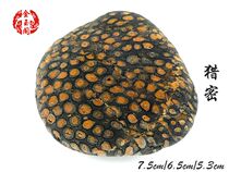 Ancient Bio Fossil Glow Wood Chiishi Collection Boutique Big and Strange Stones hundreds of millions Years Ago Plant Tubular Dense Columns