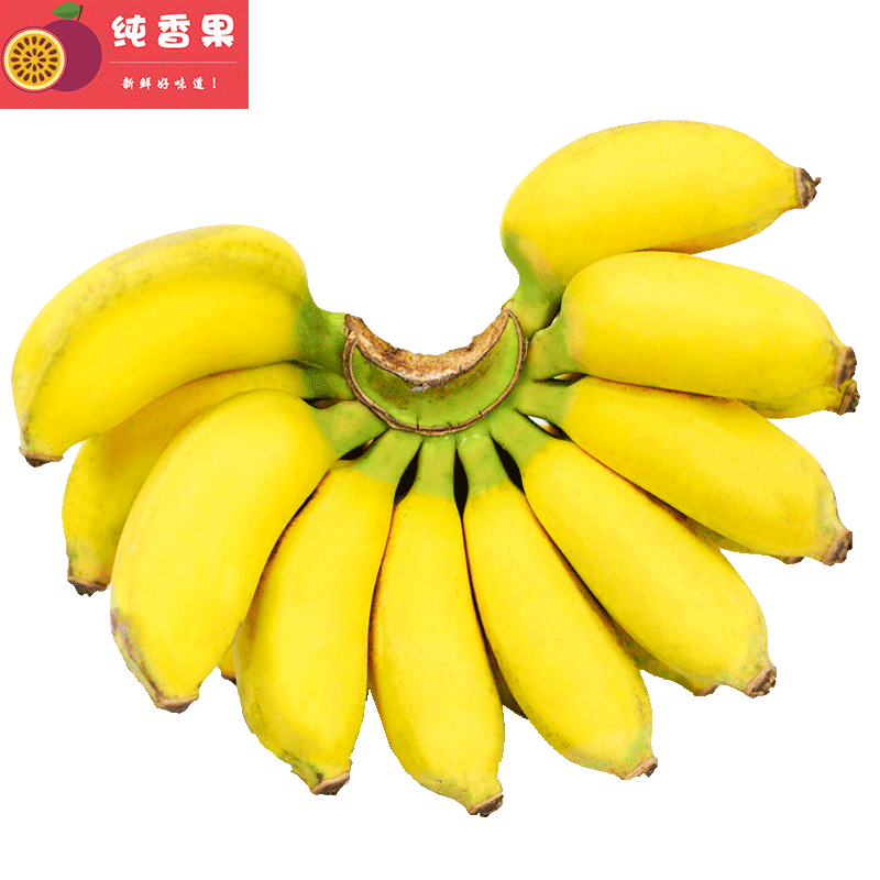 纯香果旗舰店广西小米蕉香蕉新鲜水果9斤小香芭蕉当季苹果蕉整箱自然熟包邮103