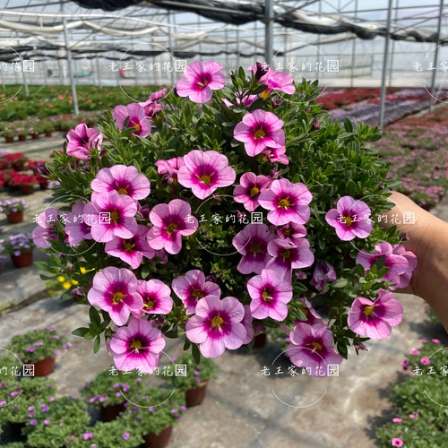 百万小玲盆栽阳台庭院四季花卉垂吊植物花期长易爆盆舞春花带花苗 - 图1