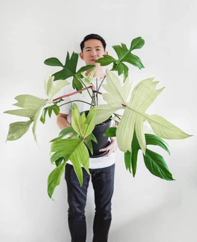 佛罗里达幽灵飞机蔓绿绒Floridaghost进口室内观叶绿植盆栽 - 图2