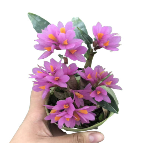 带花苞水莲石斛苗原土原盆发货姬美石斛兰红莲石斛室内绿植盆栽 - 图3