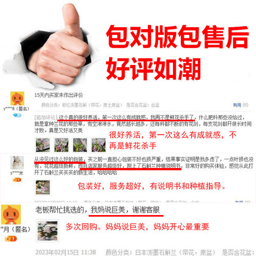 精品多花剑带花石斛兰日本泼墨石斛盆栽带花苞秋石斛白泼墨石斛兰 - 图2