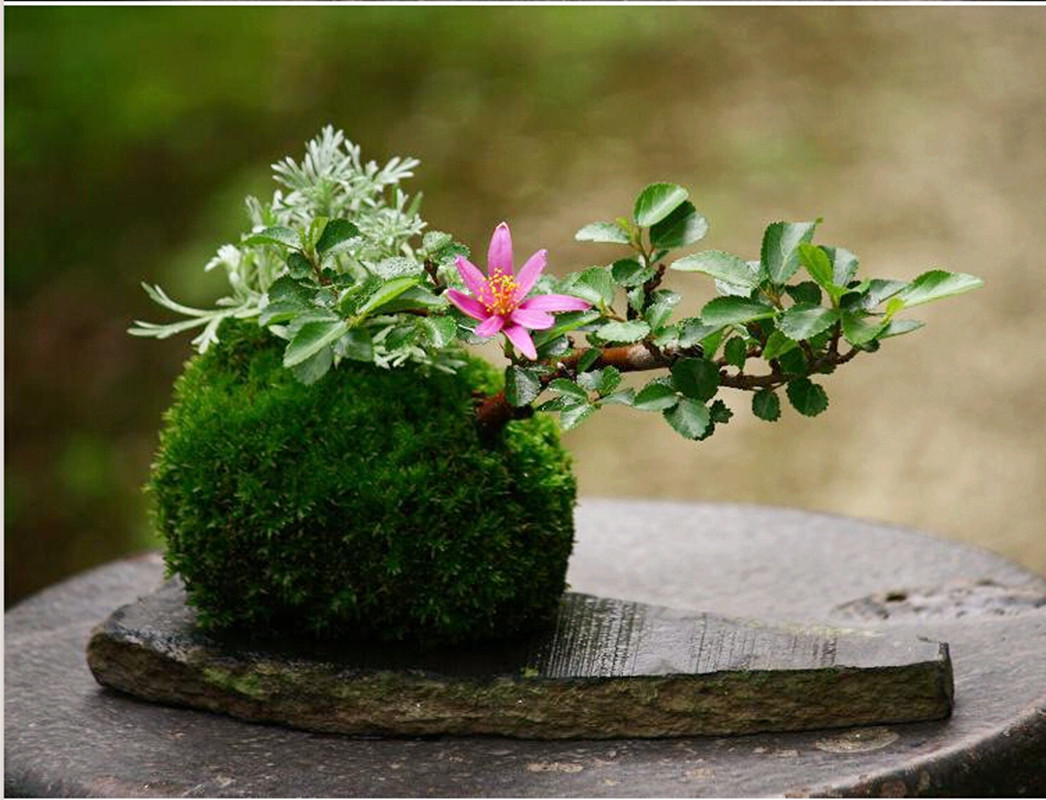 石斛花盆 青苔球 苔玉球 铁皮石斛专用花盆 板植石斛杉木板 - 图1