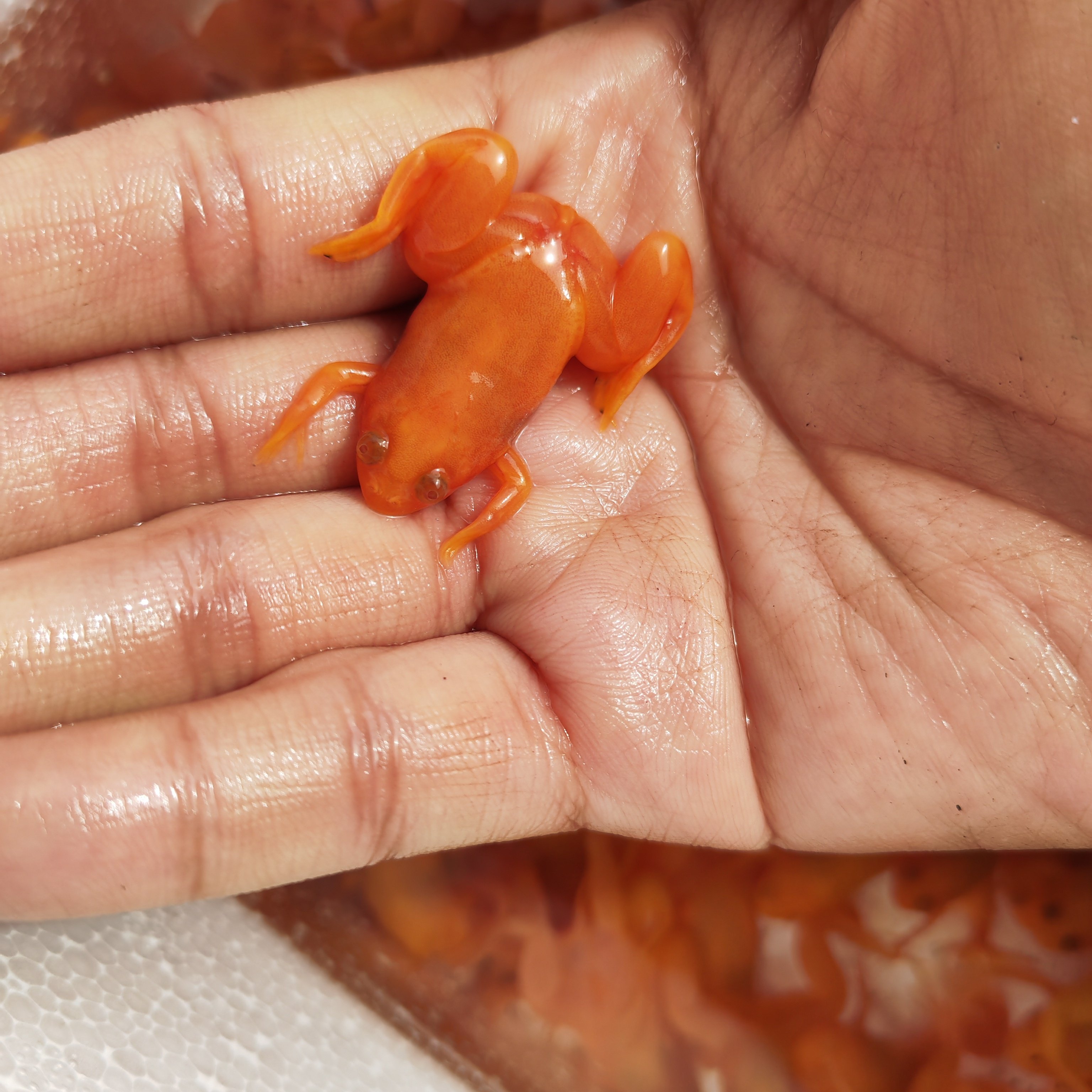 金蛙招财活体宠物蛙龙鱼饲料蛙黄金蛙小金蛙观赏蛙好养爱活易饲养,淘宝优惠券,粉丝福利购,淘宝优惠卷