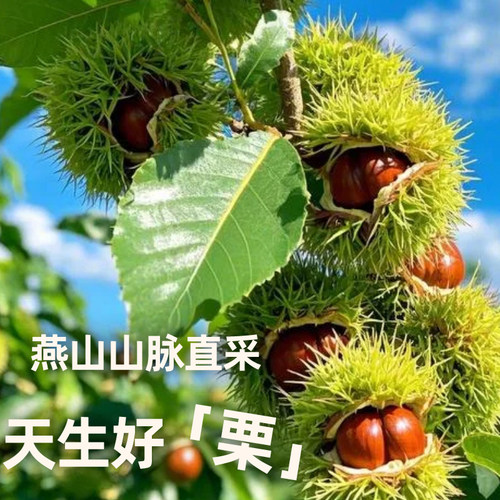 【粒上皇_板栗仁45g】即食小包装栗子追剧露营零食香甜软糯甘栗仁 - 图1