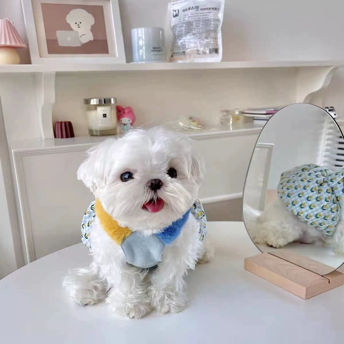 Корейская теплая тыквенная юбка, маленькие щенки, домашние животные для кошек, бин Тедди Бел Мейби, осеннее и зимнее платье