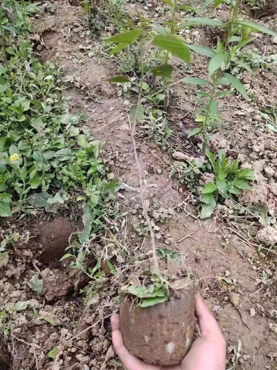 不锈钢移苗器移栽器大脚蹬胶皮把手加厚补玉米苗蔬菜西瓜移栽苗器,淘宝优惠券,粉丝福利购,淘宝优惠卷