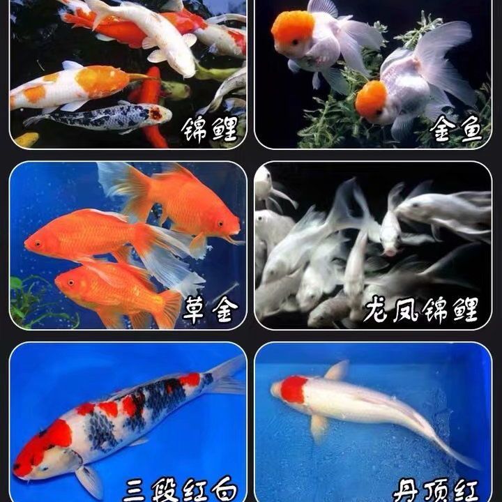 易赠红锦鲤饲料白金蝴蝶鲤金鱼冷水鱼鱼食扬色增体上浮型鱼粮包邮 - 图2