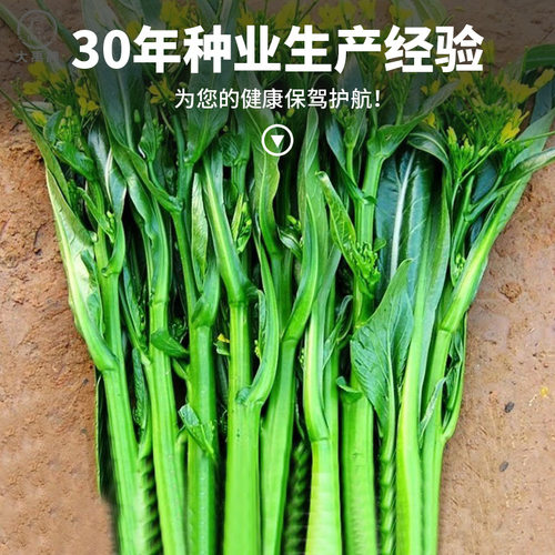 四季甜菜心种子抗热耐湿青菜春秋四季播农家四九菜心阳台快菜种籽 - 图0