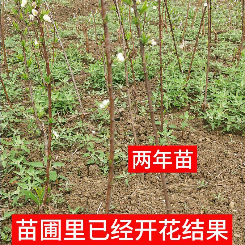 【假一赔十】蜂糖李子树苗正宗贵州六马原产地一代嫁接苗苗圃直销,淘宝优惠券,粉丝福利购,淘宝优惠卷